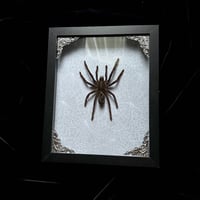 Selenocosmia dolichoplectra Tarantula - Spider Webs