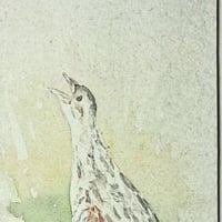 Image 2 of Corn crake 1