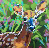 Deer