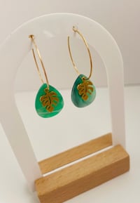 Image 2 of Miami Monstera 