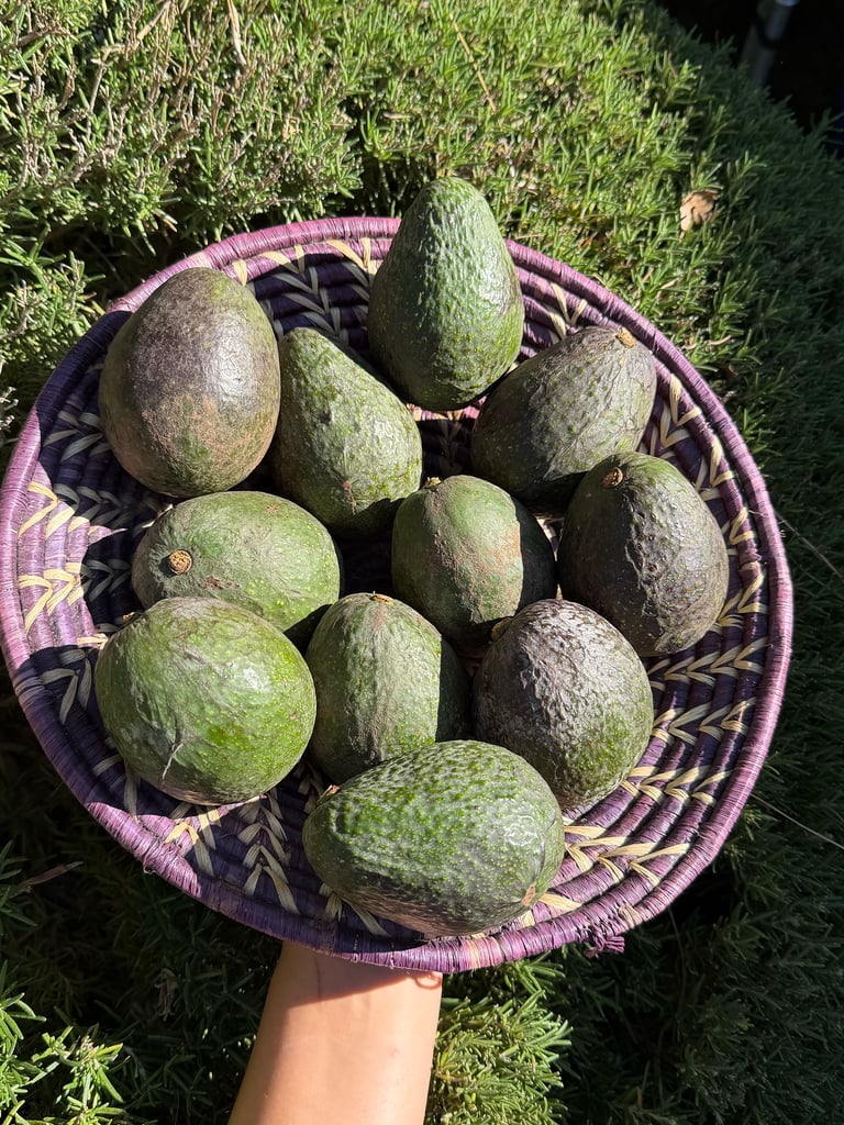California Hass Avocados - Local - In Season