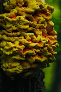 chicken of the woods mushroom 11x14 photographic print