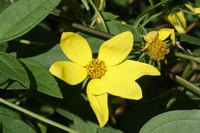 Wild flower 11x14 photographic print