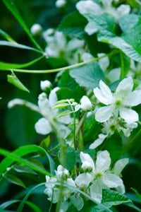 11x14 photographic print-blackberry bush blooming flower