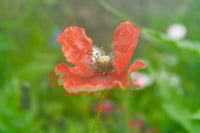 Orange wildflower 11x14 photography print
