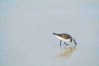 Sand piper 11x14 photography print
