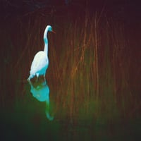 Snowy egret 11x14 photography print