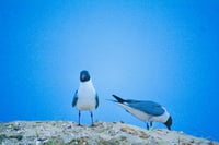 Two black-headed gulls 11x14 photography print