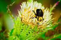 Bee Nestled in Flower 11x14 photography print