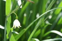 11x14 photographic print of a summer snowflake flower