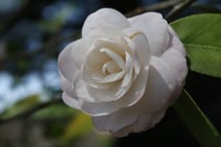 11x14 photographic print of a light yellow rose
