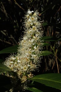 11x14 photographic print of cherry laurel