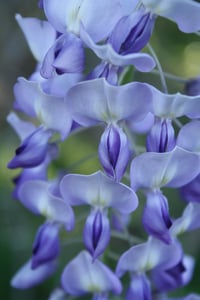 Wild wisteria 11x14 photographic print
