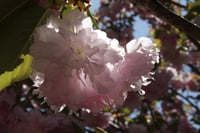 light pink flower in spring 11x14 print