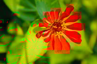 red zinnia wildflower photography print size 11x14