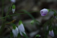 Image 1 of Claytonia caroliniana flower blooming in spring time 8x10 photography print