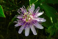 Passion flower 11x14 photo print