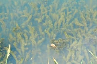 underwater plants 11x14 photographic print