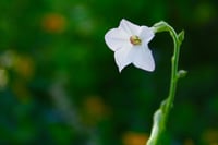 jasmine tobacco wildflower photography print 11x14 or 8x10