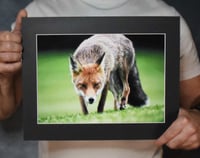 Image 1 of Cunning - a4 Mounted Print.