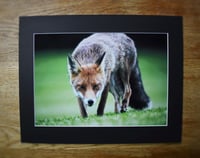 Image 4 of Cunning - a4 Mounted Print.