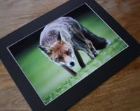 Image 3 of Cunning - a4 Mounted Print.