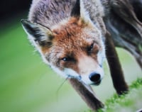 Image 2 of Cunning - a4 Mounted Print.