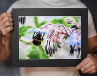 Image 1 of Bee's Wing - a4 Mounted Print.