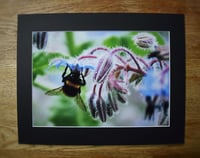 Image 4 of Bee's Wing - a4 Mounted Print.