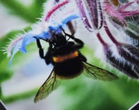 Image 2 of Bee's Wing - a4 Mounted Print.