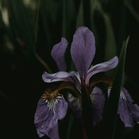 Image 3 of Chanteuse