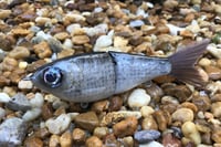 Image 1 of SPEEDBAITS Custom Airbrushed Glide Bait 8788