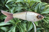 Image 6 of SPEEDBAITS Custom Airbrushed Glide Bait 1415