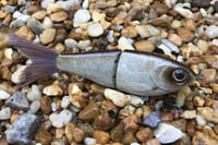 Image 4 of SPEEDBAITS Custom Airbrushed Glide Bait 1415