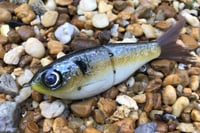 Image 3 of SPEEDBAITS Custom Airbrushed Glide Bait 4415