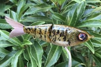 Image 7 of  SPEEDBAITS Custom Airbrushed Glide Bait 9490