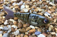 Image 3 of  SPEEDBAITS Custom Airbrushed Glide Bait 9490