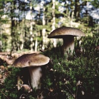 Image 4 of Rambling Man