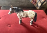 Image 2 of Appaloosa pony