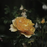 Image 3 of Yellow Rose