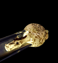 Image 2 of cheif -appaloosa horse