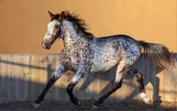 Image 3 of cheif -appaloosa horse