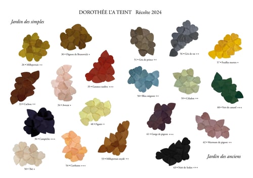 Image of Renoncules Broches - Brooch