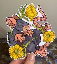 Image 5 of Pack of Rats