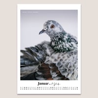 Image 3 of Stadttauben-Kalender 2026 (DIN A4)