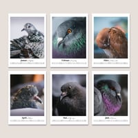 Image 5 of Stadttauben-Kalender 2026 (DIN A4)