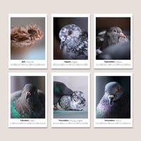 Image 6 of Stadttauben-Kalender 2026 (DIN A4)