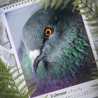 Image 7 of Stadttauben-Kalender 2026 (DIN A4)