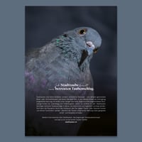 Image 8 of Stadttauben-Kalender 2026 (DIN A4)