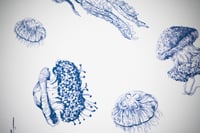 Image 3 of Les méduses/ The jellyfish 